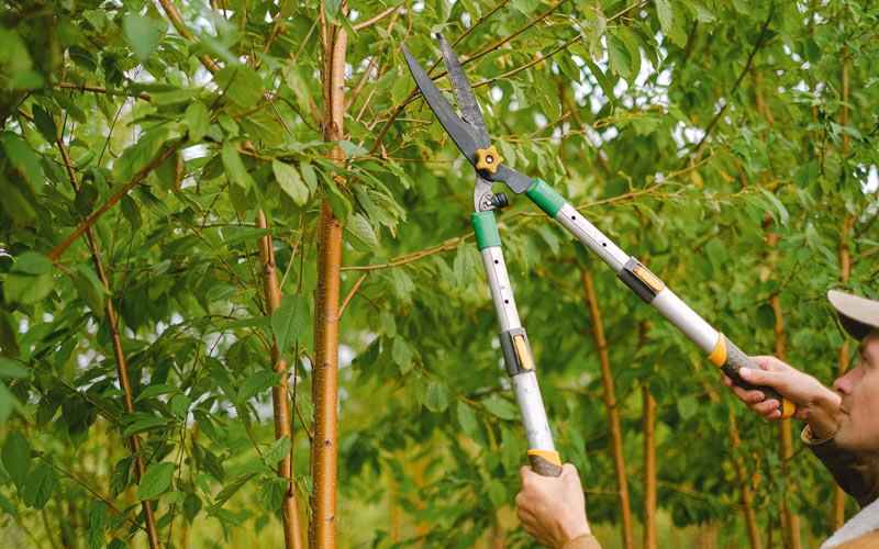 Tree trimming in Loami, IL