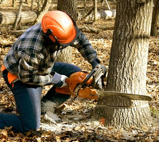 Tree Removal in Loami, IL